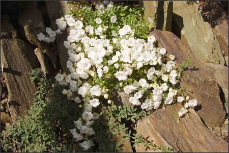 Campanula x haylodgensis  ,Warley white.